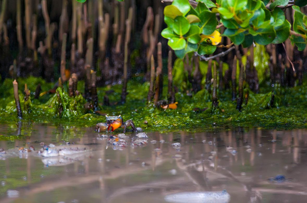 北海金海灣紅樹林“趕海”