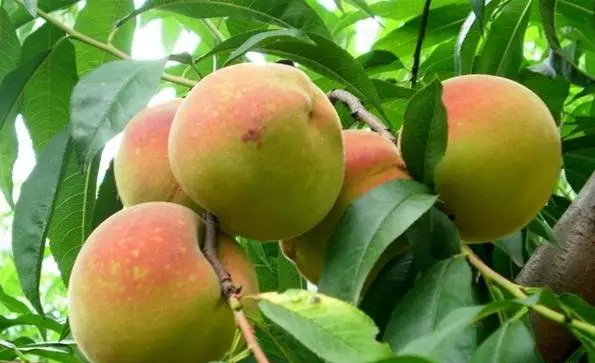 天寶寨農業生態園