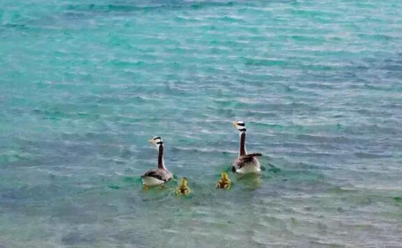 納木錯湖畔的斑頭雁