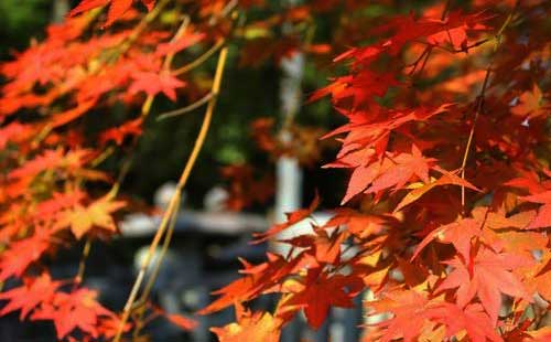 紅葉