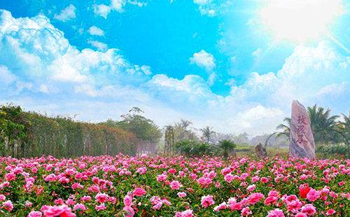 亞龍灣國際玫瑰谷1
