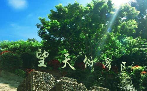 望天樹景區(qū)