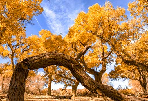 額濟納旗胡楊林7