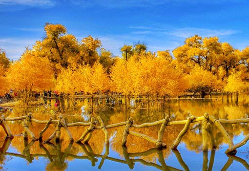 額濟納旗胡楊林