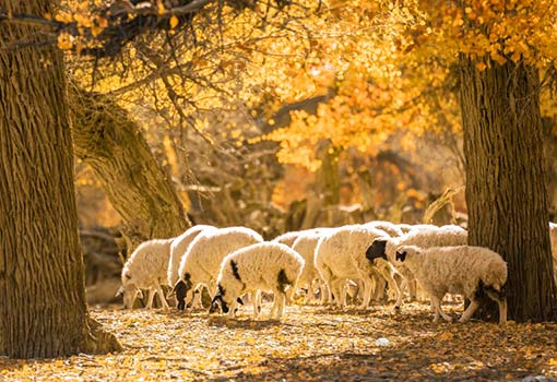 額濟納旗胡楊林6