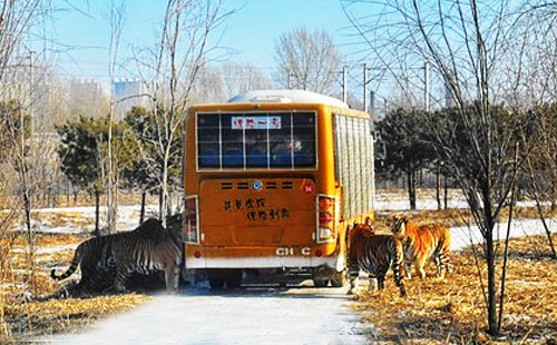 哈爾濱東北虎園