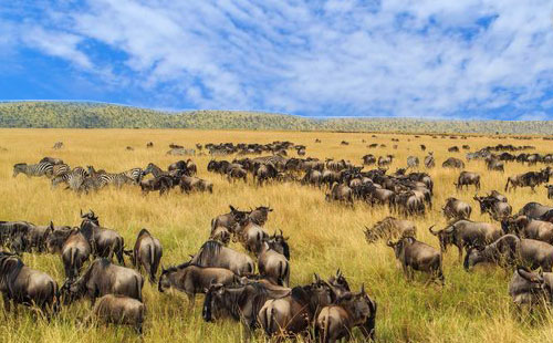 肯尼亞馬賽馬拉國家保護區(qū)
