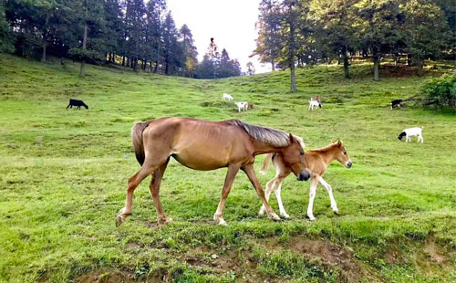 仙女山1 仙女山1
