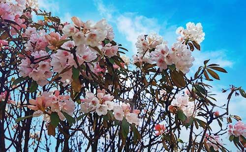 金佛山杜鵑花 金佛山杜鵑花