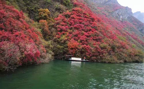 三峽紅葉景色 三峽紅葉景色