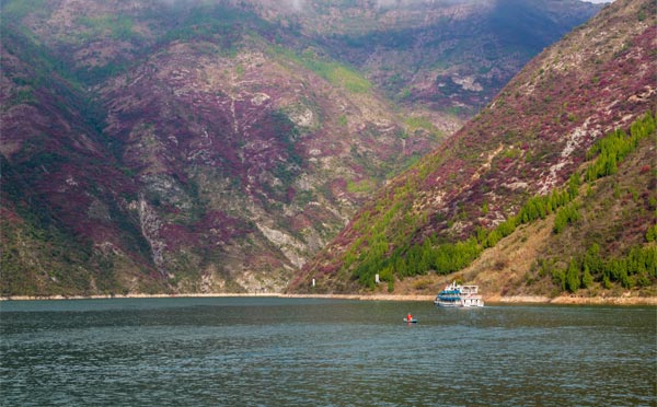三峽紅葉 三峽紅葉